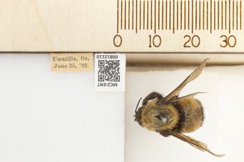 Media type: image;   Entomology 812110 Aspect: labels